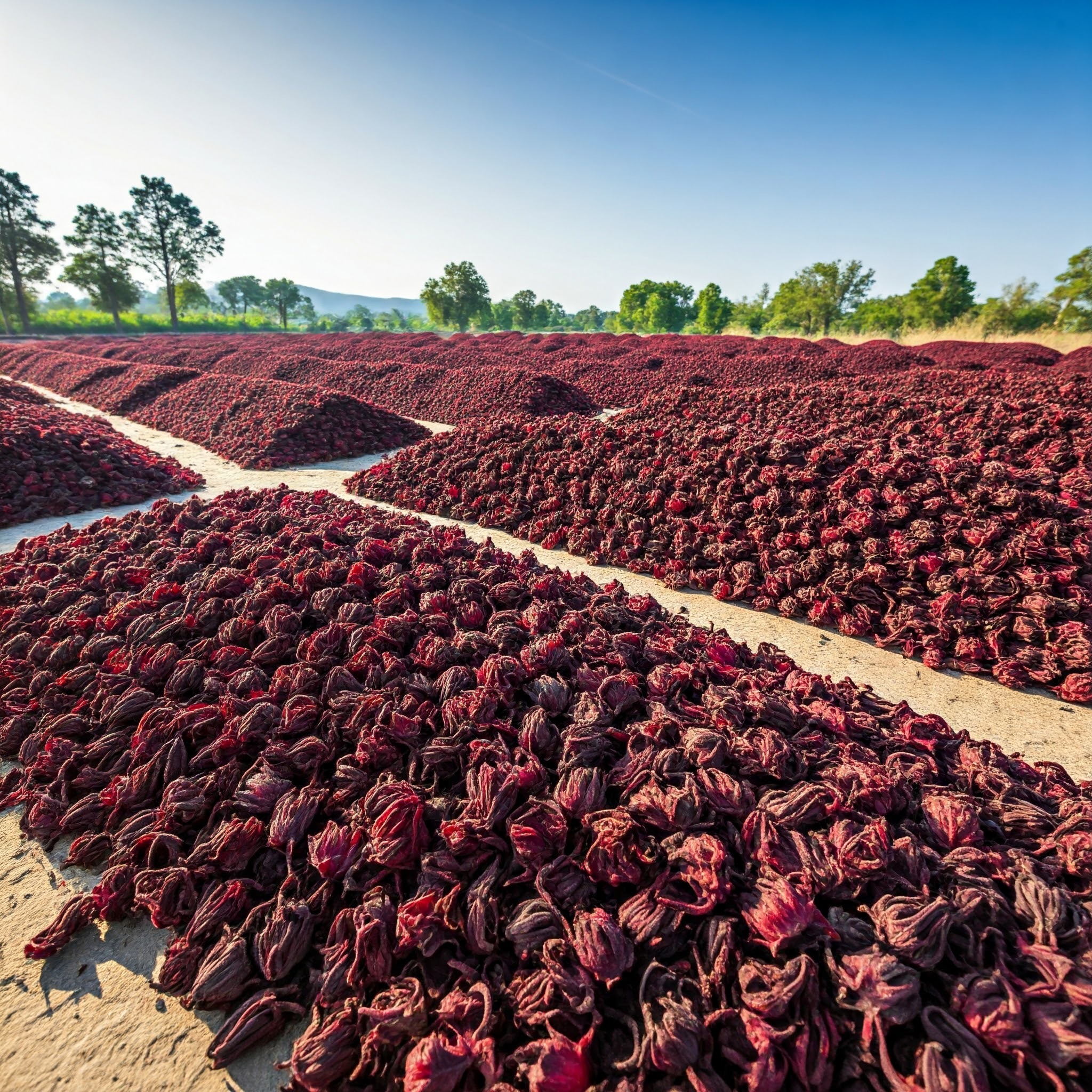 Dried hibiscus petals