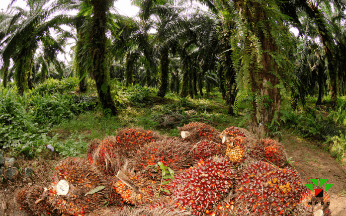 Freshly harvested palm fruit bunches at the plantation
