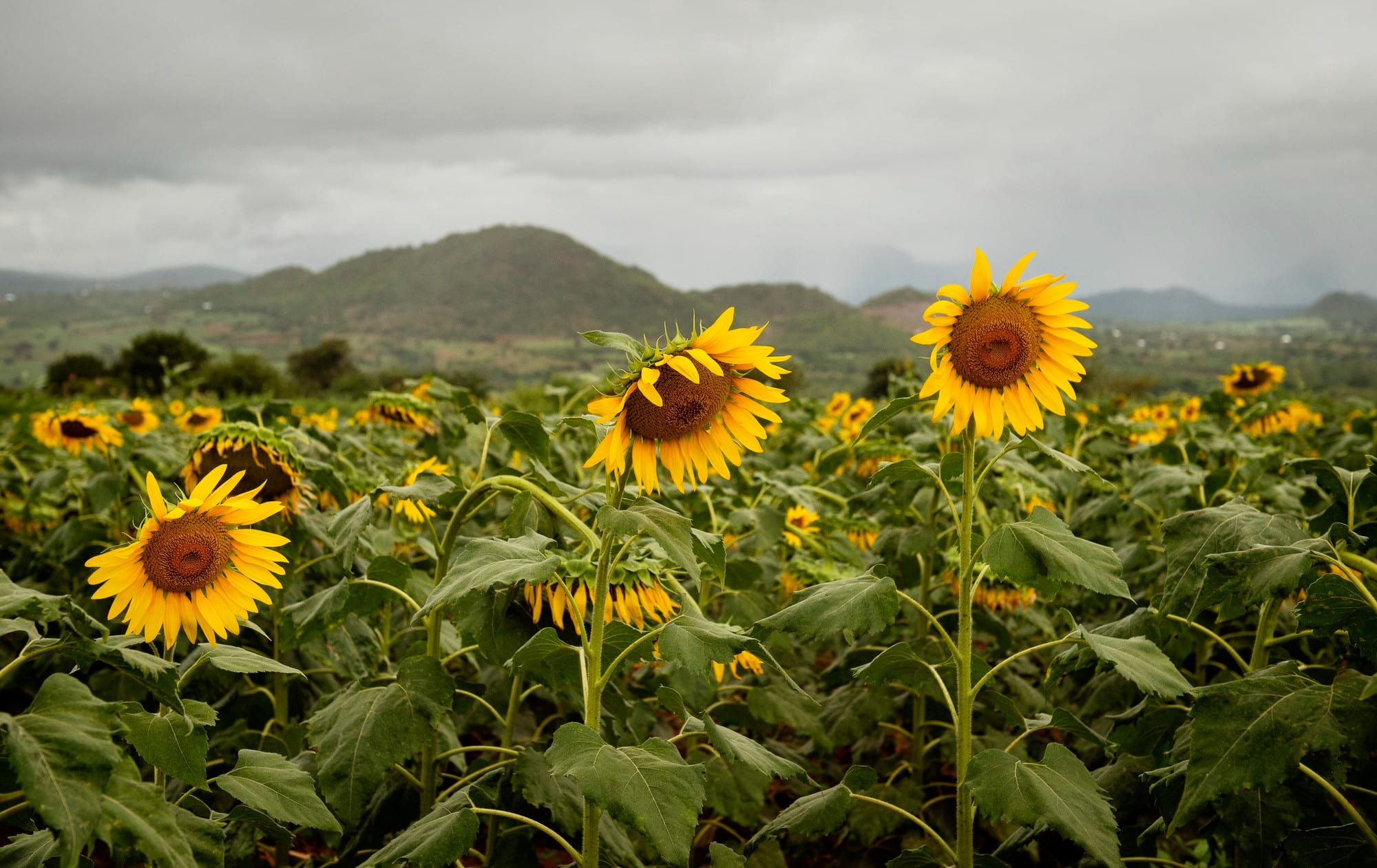Sunflower field