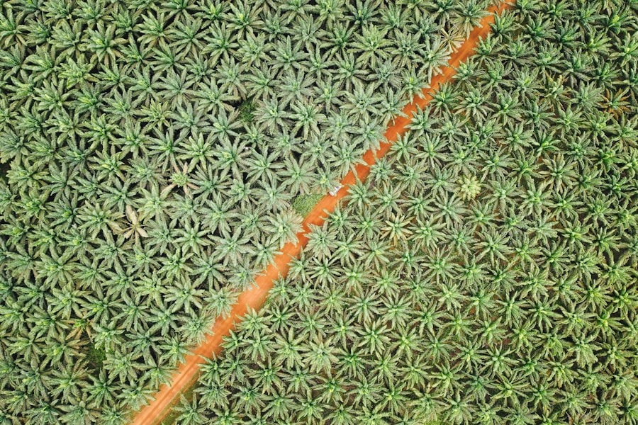 Aerial view of a dense oil palm plantation crossed by a laterite road