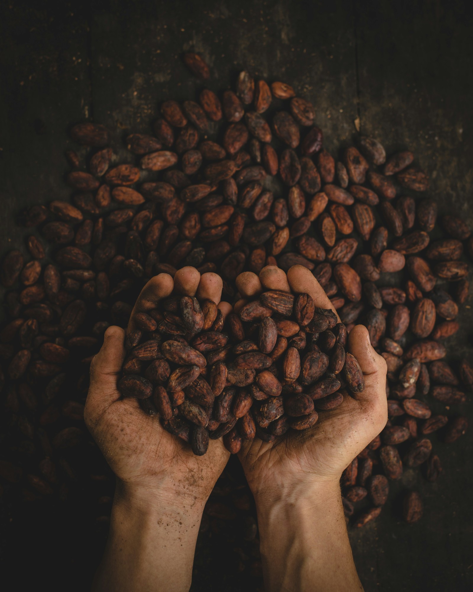 Harvested beans held in cupped hands